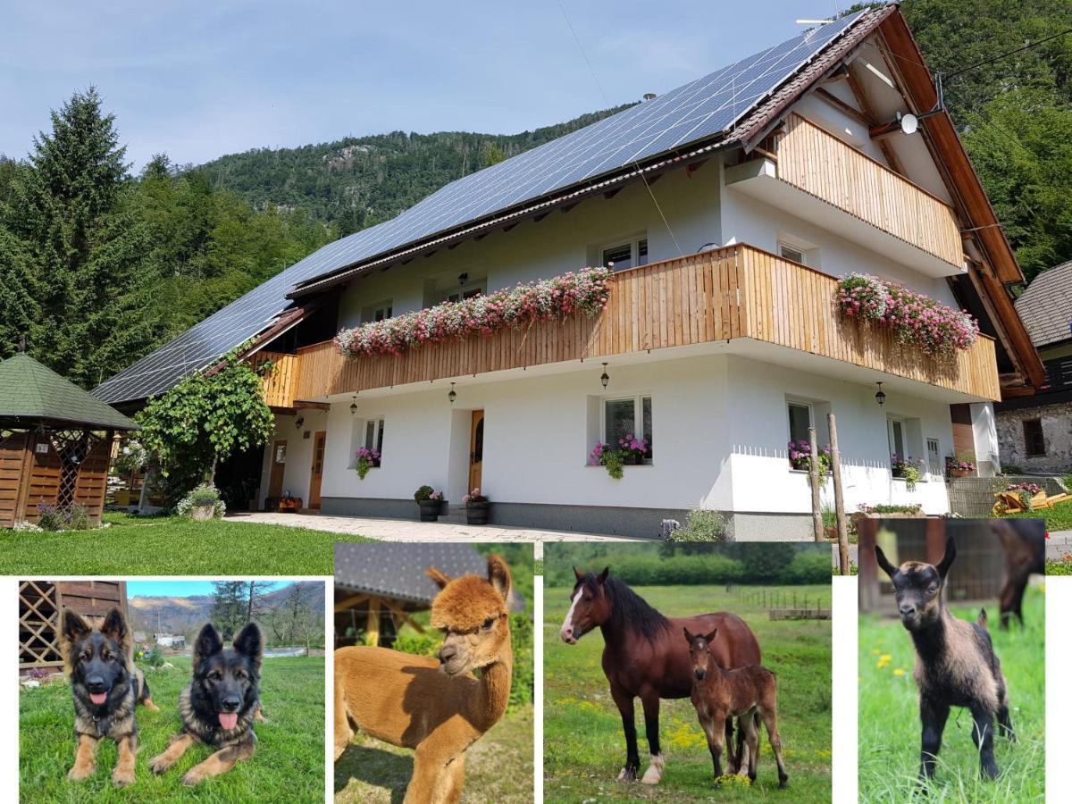 Domacija Loncnar- Apartment Bohinj Buitenkant foto